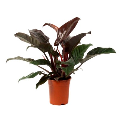 Philodendron Imperial Red - Philodendron Big Plant